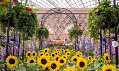 Garden by the bay sunflower Spanish garden till 30 Oct at Flower dome