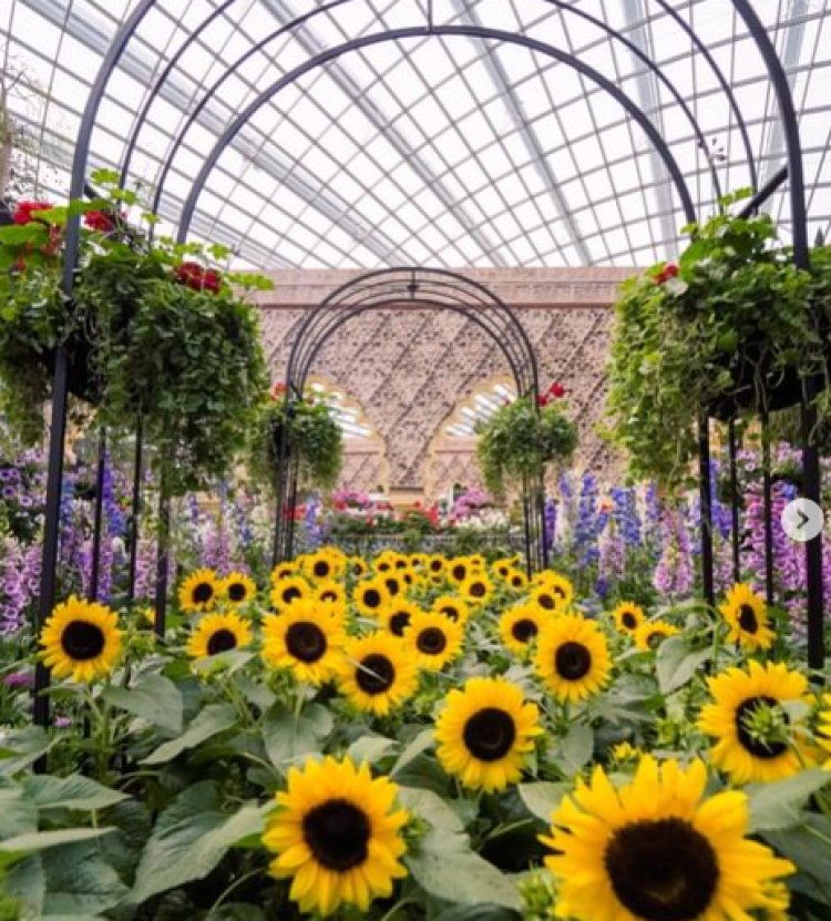 Garden by the bay sunflower Spanish garden till 30 Oct at Flower dome